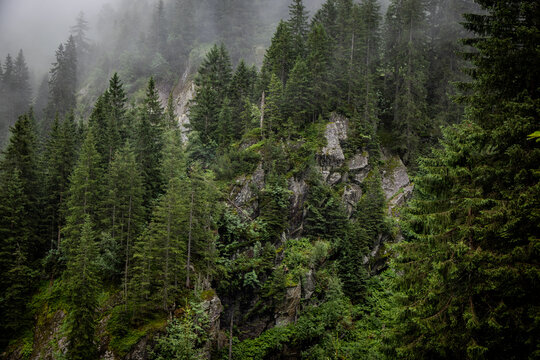 Deep clouds over the fir trees in the Austrian Alps - Vorarlberg region - travel photography