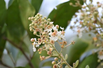 flores no Cerrado