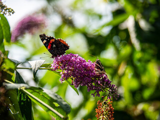 Duo de papillons floral