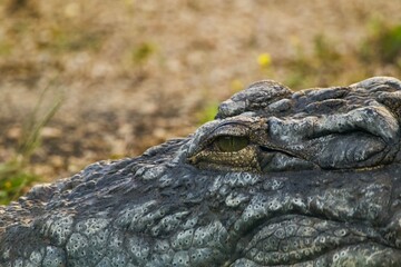 Obraz premium Crocodile