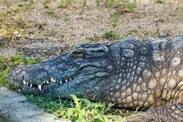 Crocodile