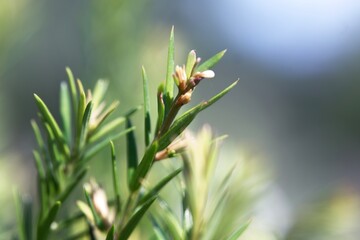 Sapin en macro