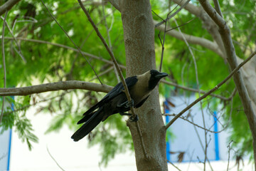 Black Crow 