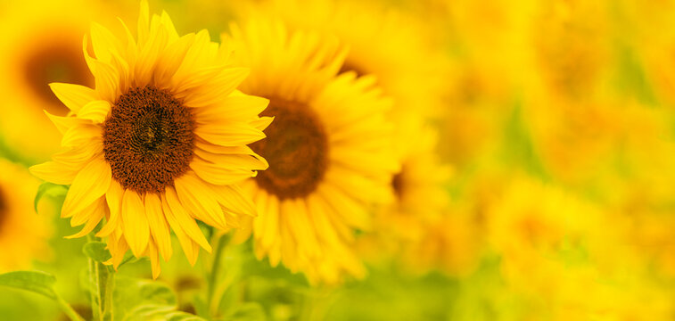 Sonnenblumen Panorama Bokeh und Platz für Text