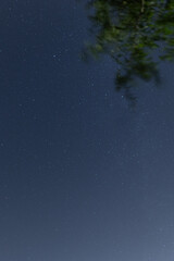 Sternenhimmel mit Baum im Vordergrund