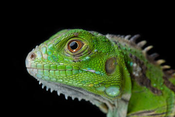 Fototapeta premium Iguana verde fondo negro