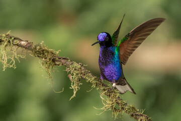 Colibrí mil colores © JuanManuel