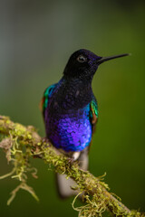 Colibrí mil colores