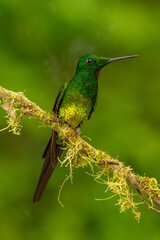 colibrí esmeralda