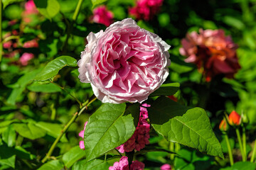 Unusual bright bicolor flowers of blooming rose in the garden in midsummer at a sunny day. Selective focus with shallow depth of field