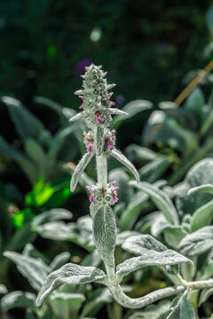 Flowers of blossoming Stachys byzantina 'Silver Carpet' (Lamb's Ear).