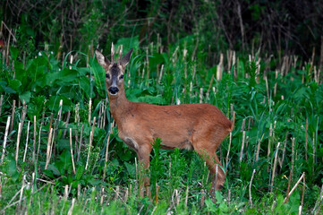 Reh // Roe deer (Capreolus capreolus)