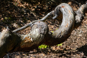 Fototapeta na wymiar A tree trunk in the forest is twisted as screw