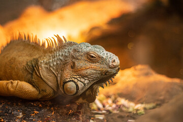 island land iguana