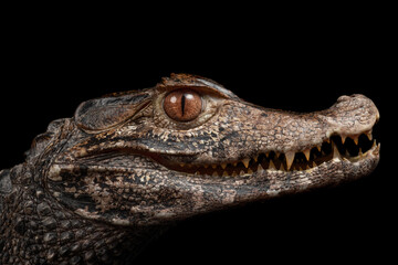 Fototapeta premium caiman enano fondo