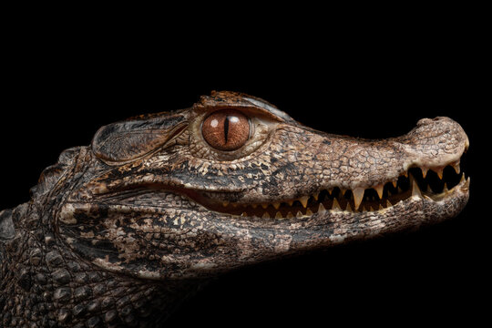 caiman enano fondo