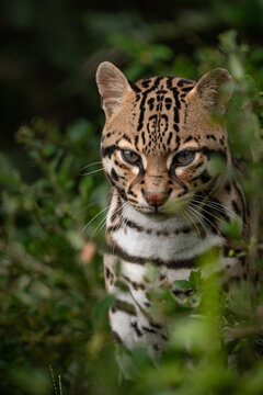 ocelote selva