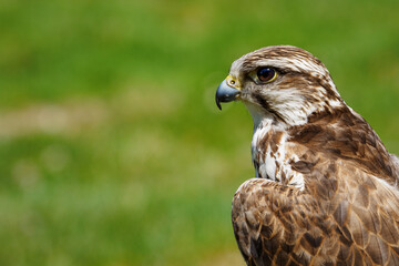 Portrait of Raroh large with a lawn in the background.