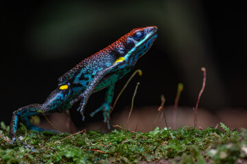 rana amazonas