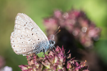 butterfly on wild purple flowers
