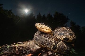 vibora luna
