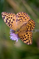 Argynnis paphia - Silver-washed fritillary butterfly of the family babočkovitých commonly occurring in the territory of Eurasia.