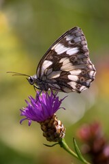 Melanargia galathea is a butterfly living on the European continent, in North Africa, southern Russia (and the Caucasus) and even in Iran and Japan.