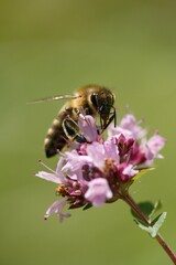 A honey bee collects nectar on a flower in a meadow.