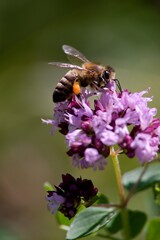 A honey bee collects nectar on a flower in a meadow.