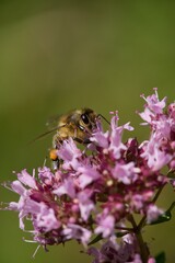 A honey bee collects nectar on a flower in a meadow.