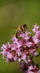 A honey bee collects nectar on a flower in a meadow.