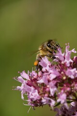 A honey bee collects nectar on a flower in a meadow.