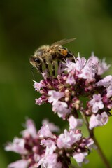 A honey bee collects nectar on a flower in a meadow.