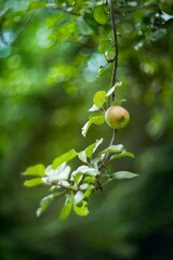 Summer portrait of a little girl cyclist in nature - safe on bike.