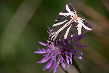 The comfrey is a butterfly from the family of comfrey with distinct cream stripes on the wings spanning up to 6 cm, active day and night. Due to its size, it is one of the medium-sized shifters.