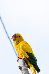 The Guaruba, also called Ararajuba, is a psittaciform bird endemic to northern Brazil, threatened with extinction. Yellow-gold plumage with green tinges.