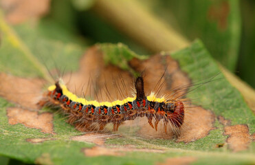 Grey Dagger moth. Scientific name Acronicta psi. Caterpillar has covered the leaf in silk and is eating the surface of the leaf causing brown leaf damage.