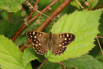 Speckled Wood Butterfly amongst a hedgrow. Scientific name Pararge aegeria. Butterfly is basking on a bramble leaf. 