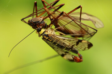A feeding Scorpion Fly. Scientific name, Panorpa communis. The prey insect is a crane fly left by a spider. The Scorpion fly uses its beak to feed.