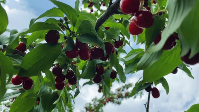 Close-up of ripe dogwood fruit in clear summer weather. Gardening concept