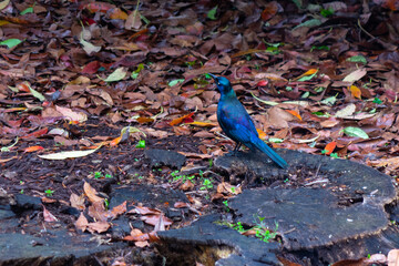 blue bird in the forest