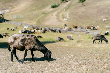 Fototapeta premium Sheep nibbling grass on the meadow at farm