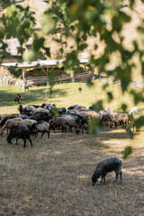 Sheep herd nibbling grass on the meadow