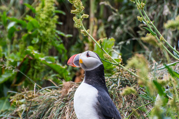 Puffin in the beautiful countryside nature of Hafnarholmi in Borgarfjordur Eystri in Iceland