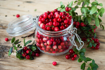 forest lingonberry