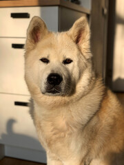portrait of a dog akita inu 