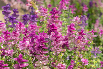 Close up of pink annual sage (salvia horminium) flowers in bloom
