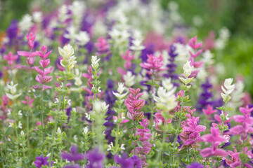 Annual sage (salvia horminium) flowers in bloom