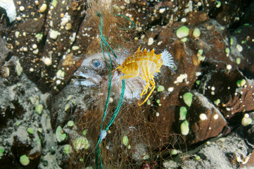 Dead Bighead sculpin hanging from lost fishing line on a Baikal lake.  Problem of ghost gear - any fishing gear that has been abandoned, lost or otherwise discarded