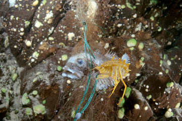 Dead Bighead sculpin hanging from lost fishing line on a Baikal lake.  Problem of ghost gear - any fishing gear that has been abandoned, lost or otherwise discarded